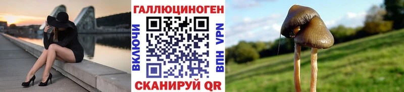 где можно купить   Острогожск  Псилоцибиновые грибы GOLDEN TEACHER 