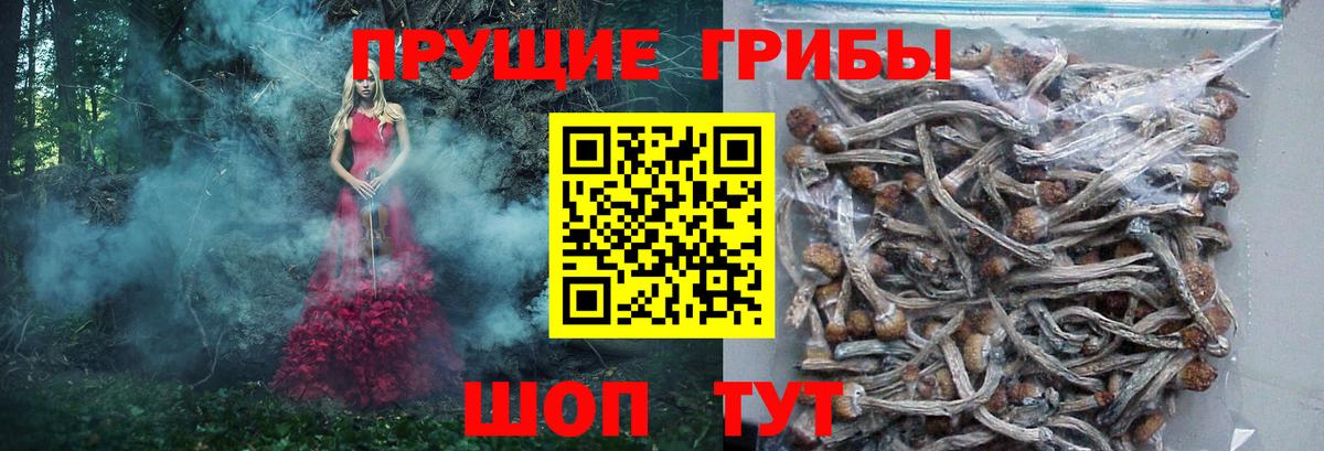 Острогожск  наркота  Псилоцибиновые грибы MAGIC MUSHROOMS  Вход с VPN  Галлюциногенные грибы Psilocybine cubensis 